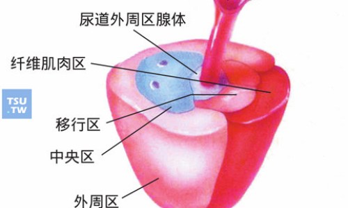 草药三角蛇图片-权威草药三角草图片大全大图平台,分享专业三角草图及功效知识_草药三角草图片网