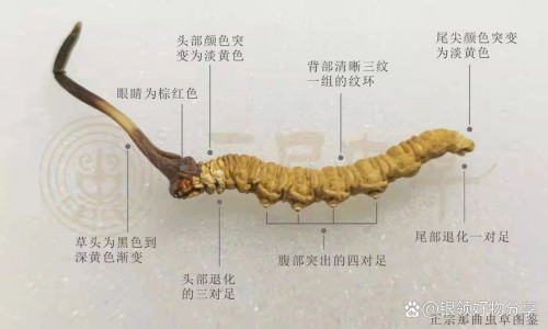 草药三角蛇图片-权威草药三角草图片大全大图平台,分享专业三角草图及功效知识_草药三角草图片网
